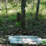 В лесу под Емвой нашли свалку опасных отходов - Syktyvkar.1istochnik.Ru
