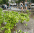В Коми прогнозируют грозы и небольшие дожди - Bnkomi.Ru