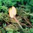 19 июля в ряде районов республики прогнозируется чрезвычайно высокая пожароопасность - Эжвинский район
