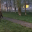 В Эжвинском районе проведена противоклещевая обработка общественных территорий - Эжвинский район