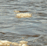 На реках Вымь и Мезень сохраняются подъемы уровня воды - ИА Комиинформ