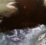 Гибель рыбы в сыктывкарском озере связали с погодой и сточными водами - KomiOnline.Ru