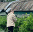 Эта уникальная смесь заменит 20 кг навоза. Ингредиенты простые. Соберете урожай ведрами - Pg11.Ru