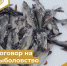 О приеме заявлений на заключение договоров пользования водными биологическими ресурсами - Министерство сельского хозяйства
