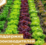 Государственная поддержка организаций, производящих овощи в Республике Коми - Министерство сельского хозяйства