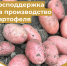 Аграрии Коми могут получить субсидию на производство картофеля - Министерство сельского хозяйства