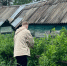 После такого «опудривания» в августе-сентябре смородина будет с 5 рублёвую монету: сухая смесь, которая прогонит всех вредителей - Pg11.Ru