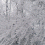Первоисточник - Syktyvkar.1istochnik.Ru