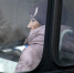 Пассажирские перевозки в Троицко-Печорске планируют возобновить с февраля - Bnkomi.Ru