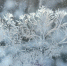 Погода в Коми 19 февраля: днем -15...-20°С, на крайнем северо-востоке -32...-37°С - ИА Комиинформ