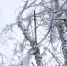 Погода в Коми 2 марта: -13...-18°С, на юге днем -3...-8°С - ИА Комиинформ