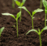 1 столовая ложка под корень в конце марта — и рассада прет стеной, даже без фитолампы - Pg11.Ru